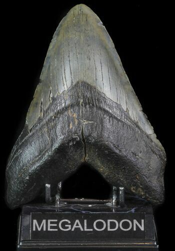 Megalodon Tooth (Restored Root Lobe) - + Foot Shark! #65362